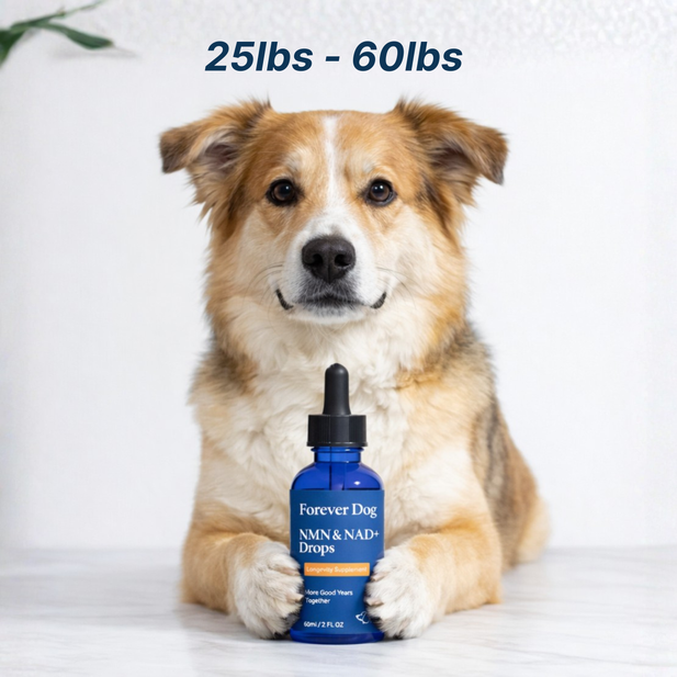 NAD+ Protocol Formula